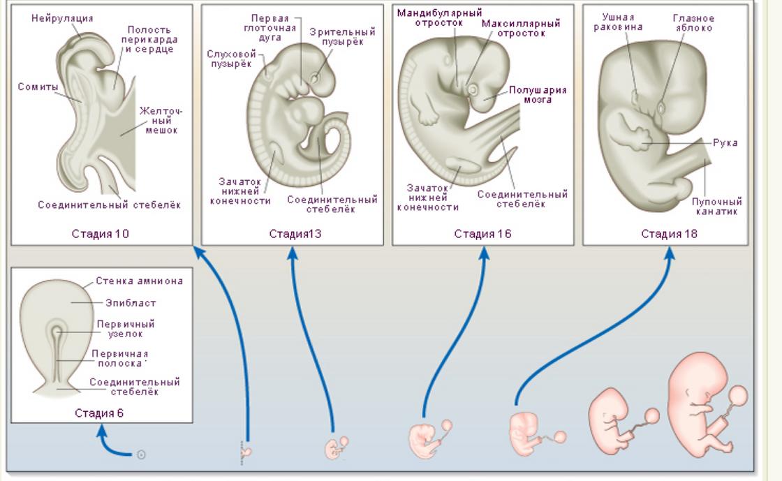 Формы развития плода. Сроки развития плода по неделям. Этапы развития эмбриона по неделям. Периоды развития плода по неделям в картинках. Стадии формирования плода.