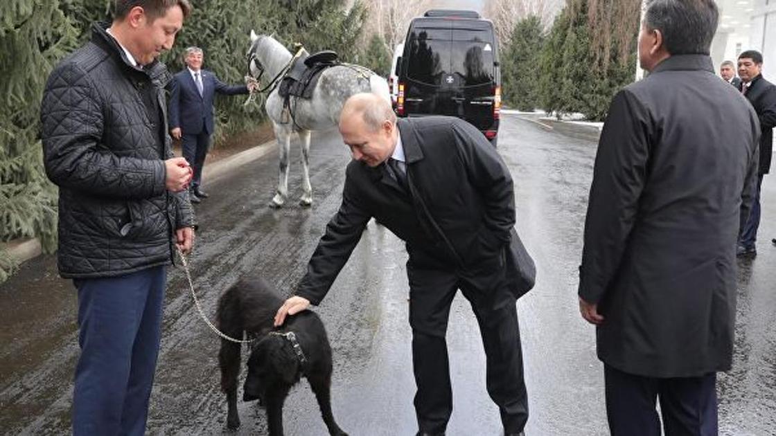 Путину подарили скакуна и щенка в Кыргызстане (фото, видео)