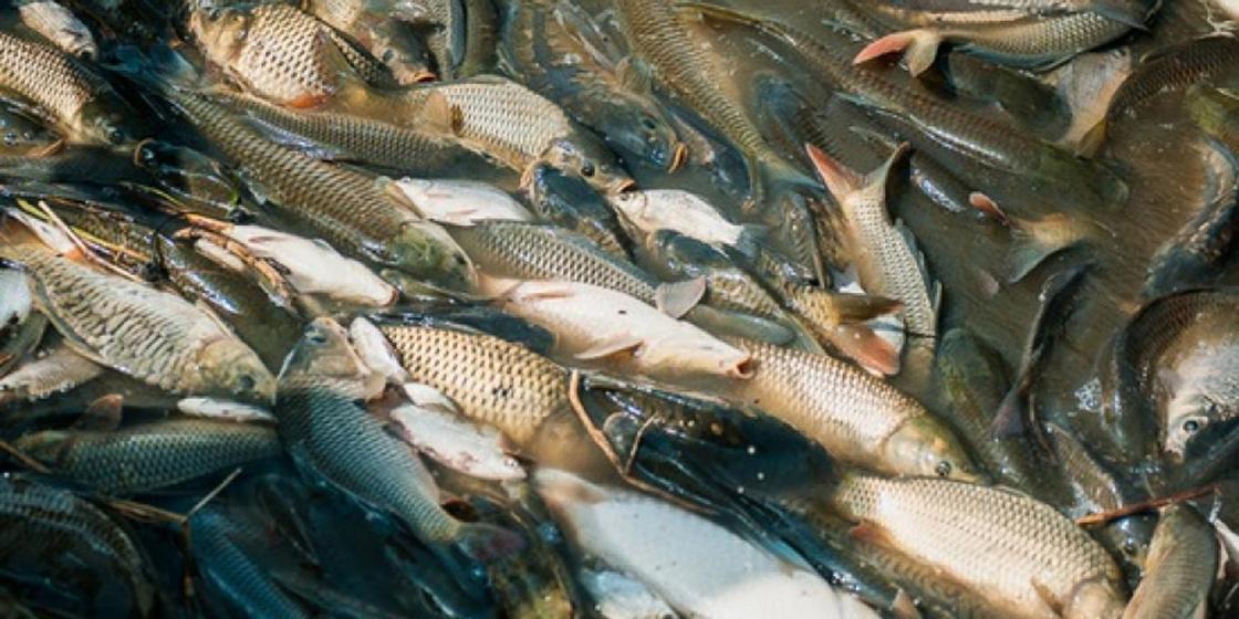 Массовая гибель рыбы достигла Западного Казахстана