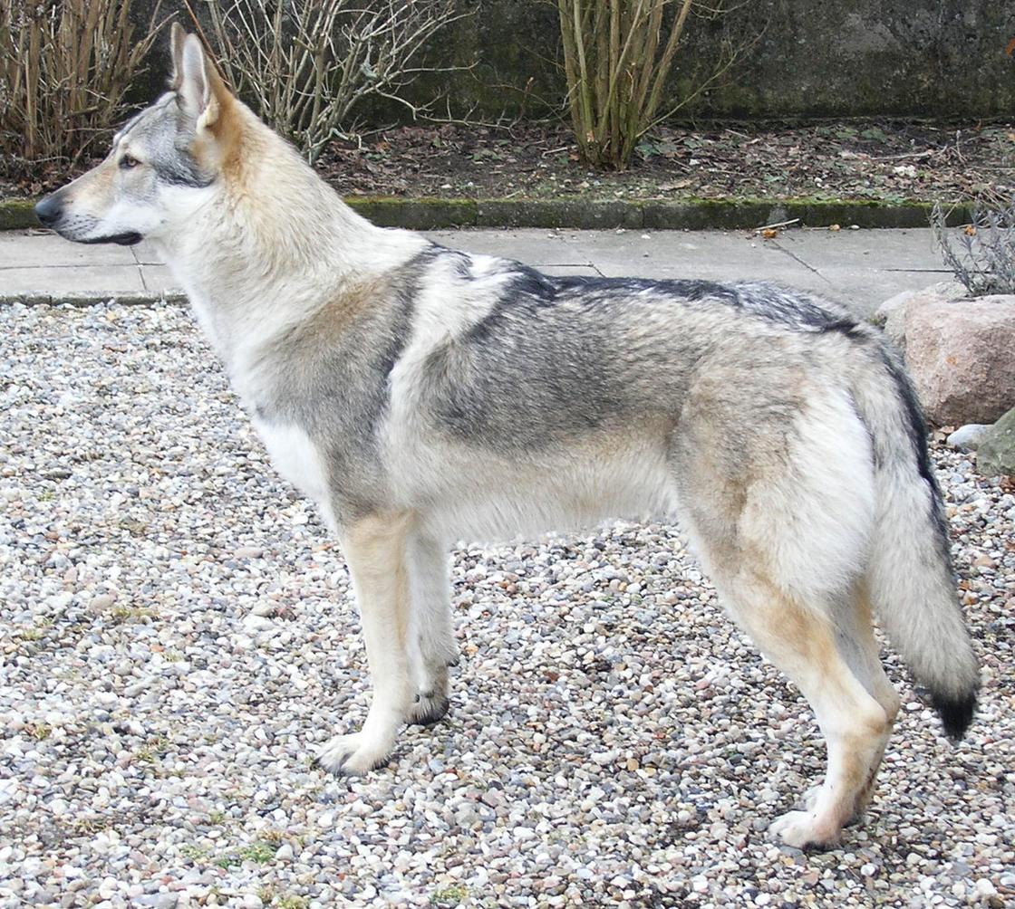 Серая собака, похожая на волка, стоит на гальке