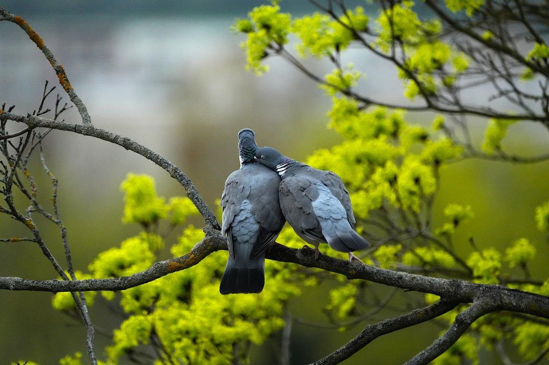Голуби сидят на дереве