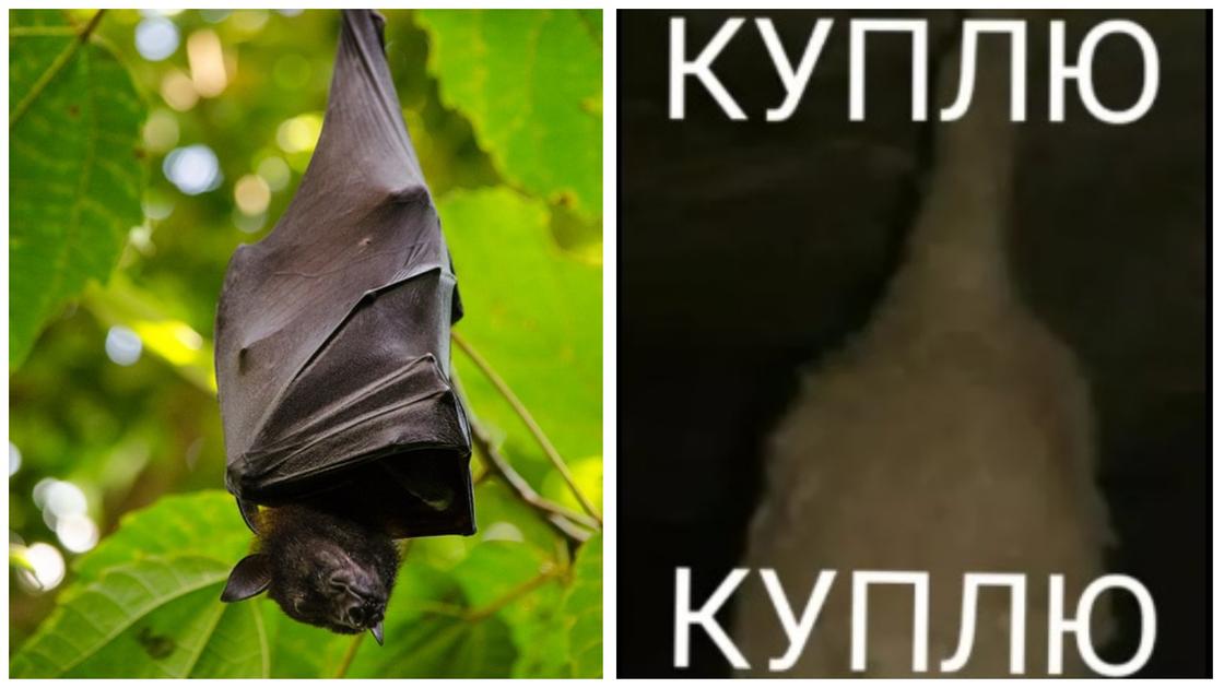 Мошенники продают казахстанцам «гнезда» летучих мышей