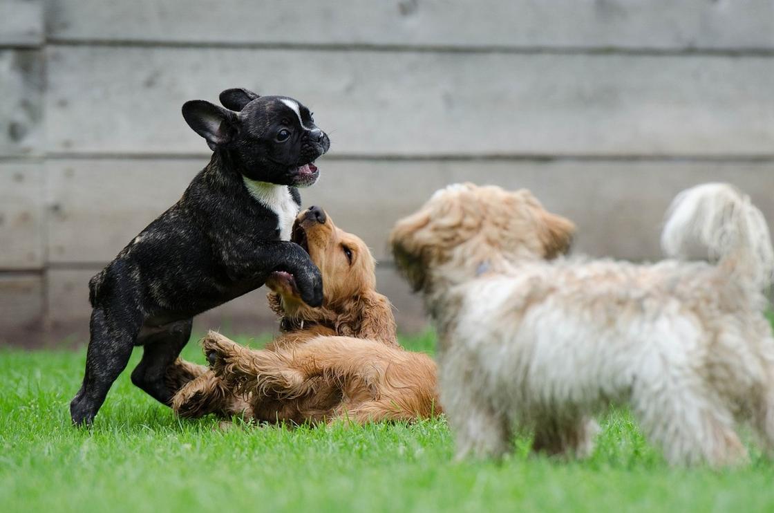 Три щенка играются на траве и кусают друг друга