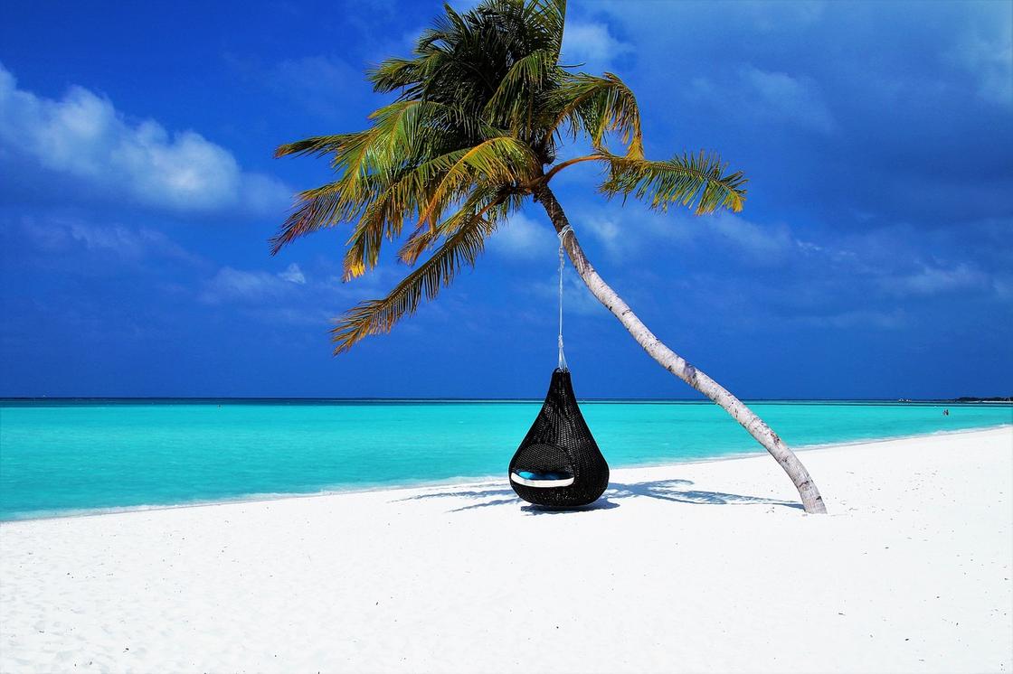 На фоне моря пальма с подвешенным креслом-гамаком