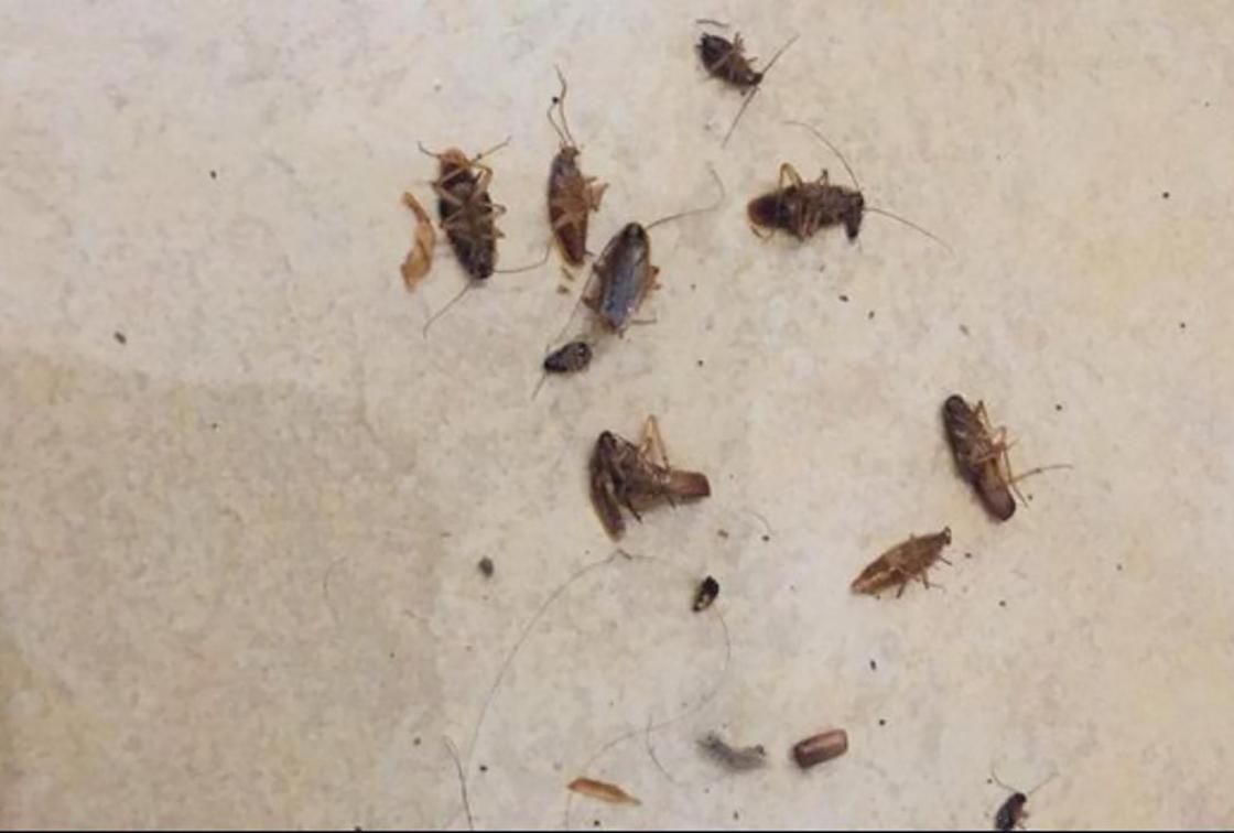 Тараканы разбегаются по всем квартирам