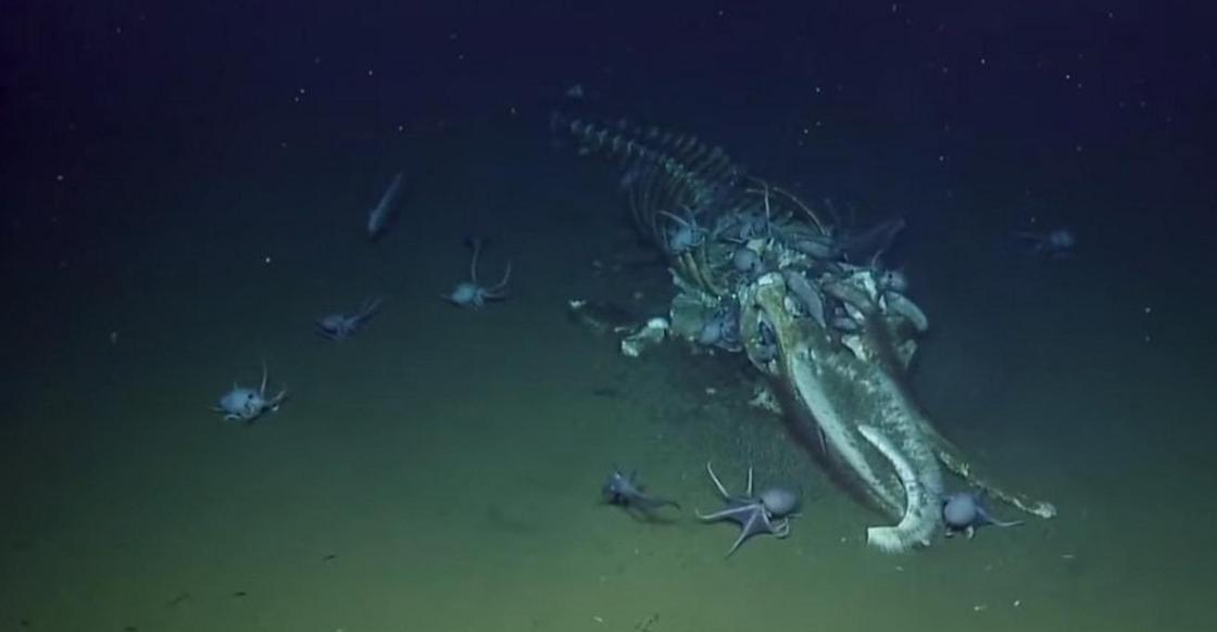 Жуткое зрелище: ученые увидели, как рыбы и "черви-зомби" ели мертвого кита