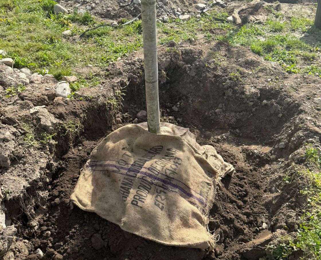 Пересадка деревьев