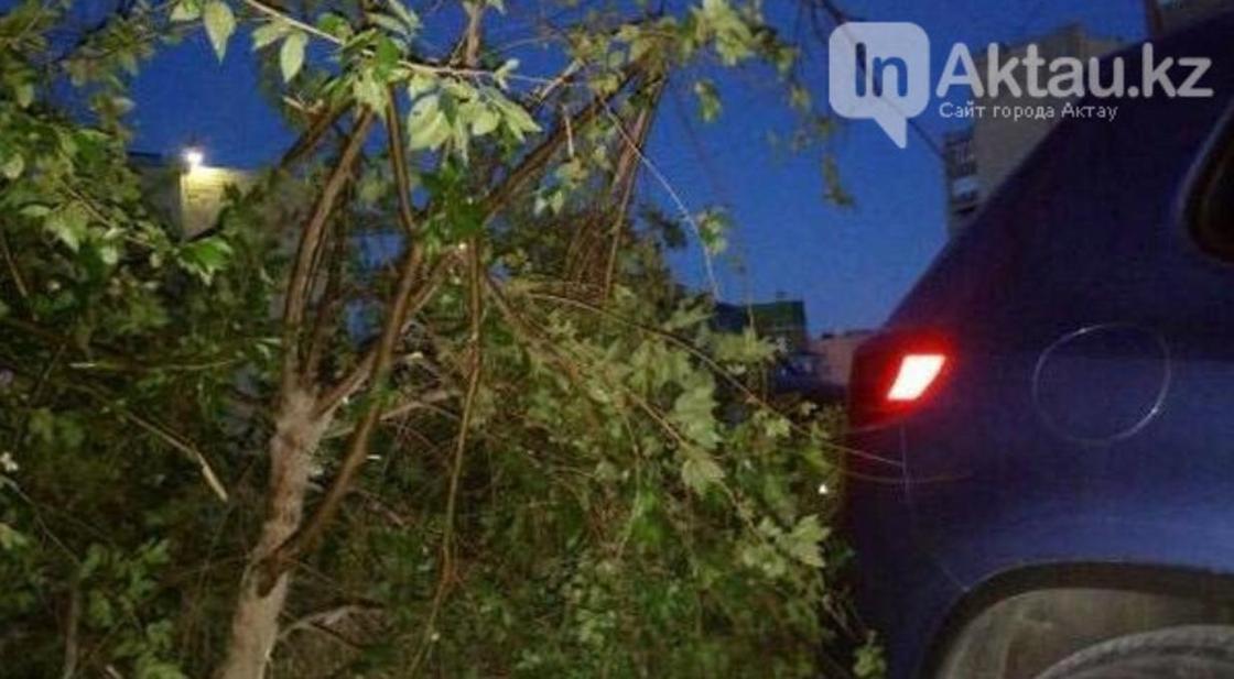 Водитель в Актау сломал деревья, чтобы припарковаться (фото)