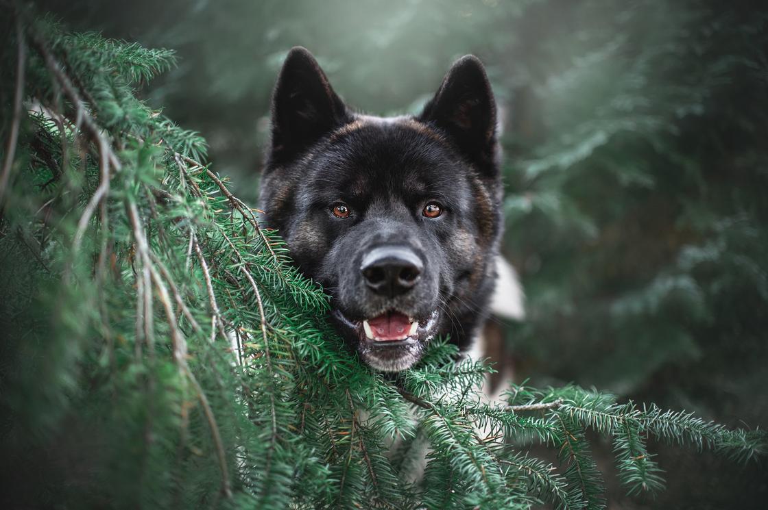 Черный пес в лесу выглядывает из-за еловой ветки
