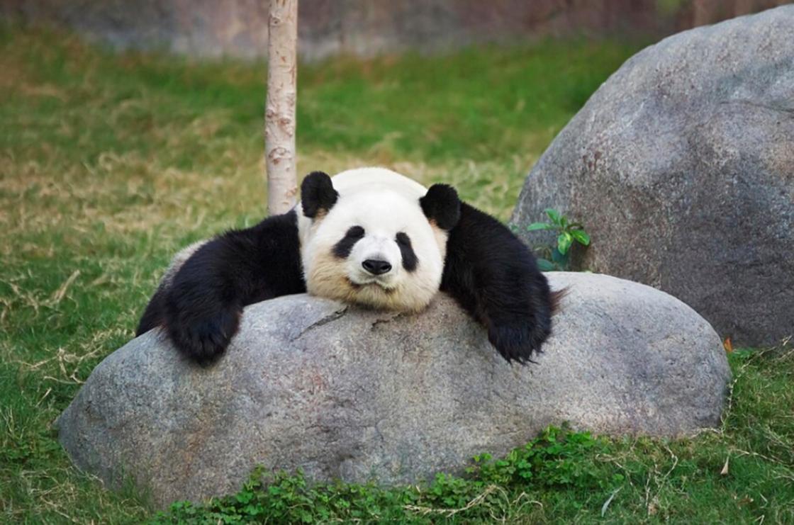 Большая панда лежит на камне