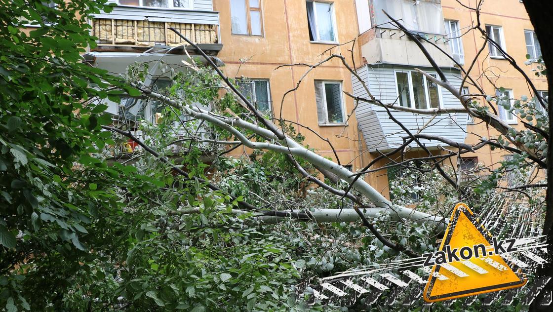 В Алматы дерево рухнуло на жилой дом