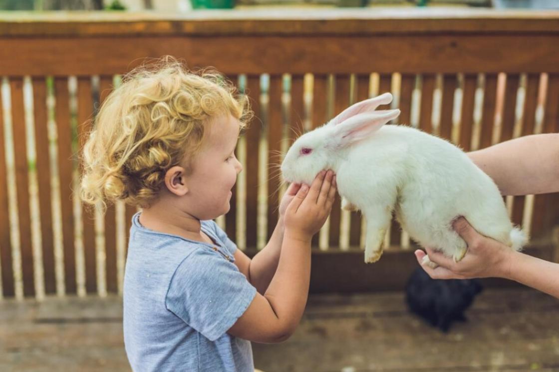 Мальчику протягивают кролика