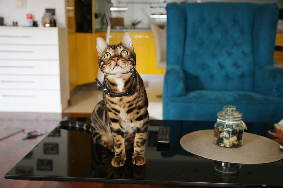 Бенгальская кошка: фото, характер, описание породы