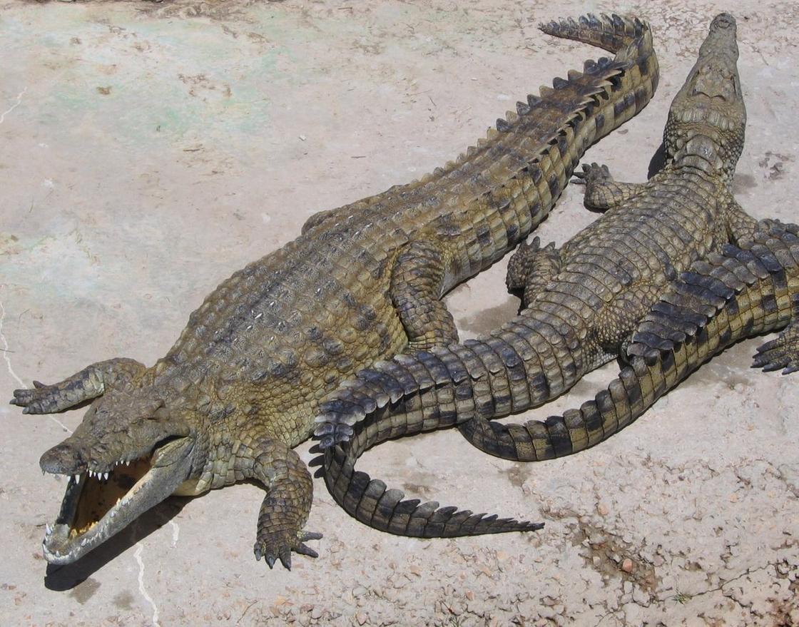 Два крокодила