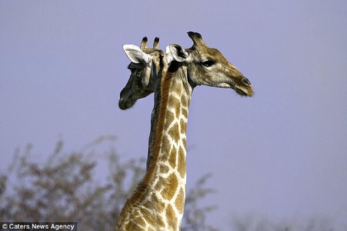 Двуглавый жираф