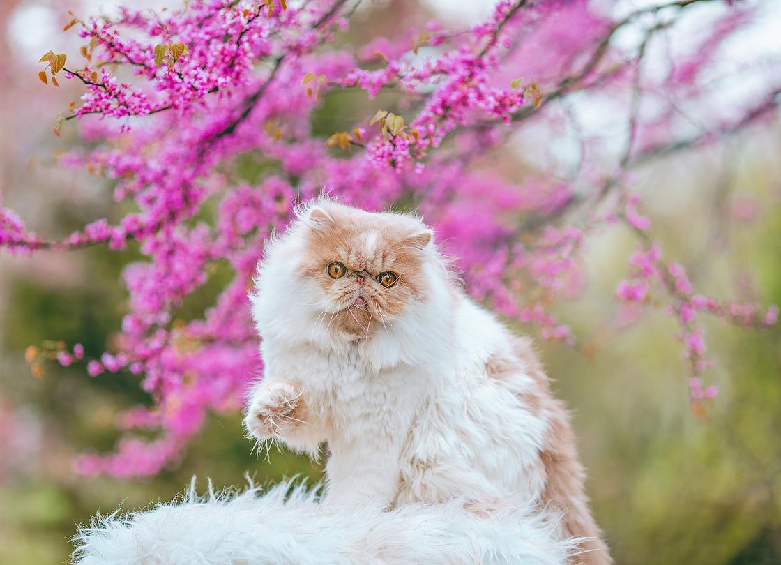 персидская кошка на фоне цветущего дерева