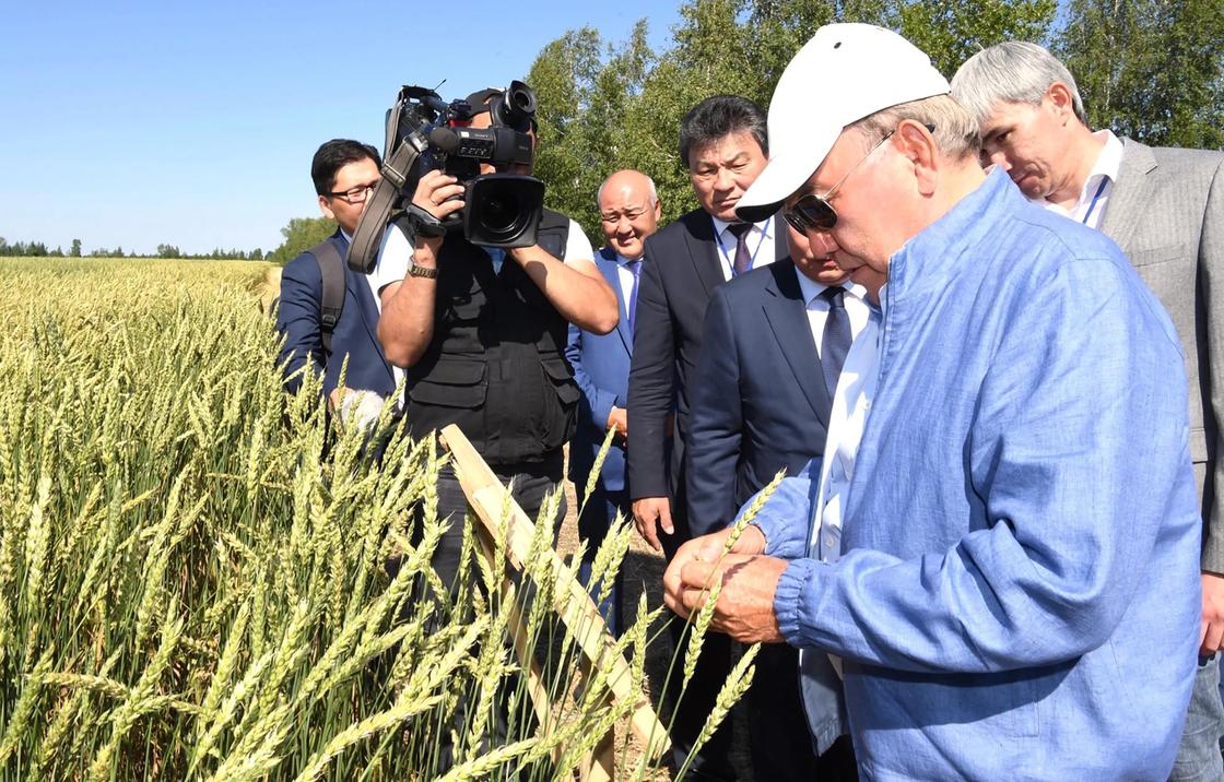 Назарбаев лично проверил, как зреет рожь в Акмолинской области (фото)