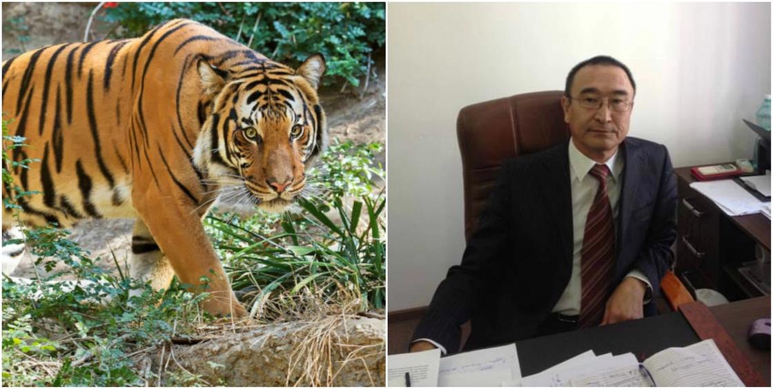 Назначен директор нового Иле-Балхашского резервата, где будут разводить тигров
