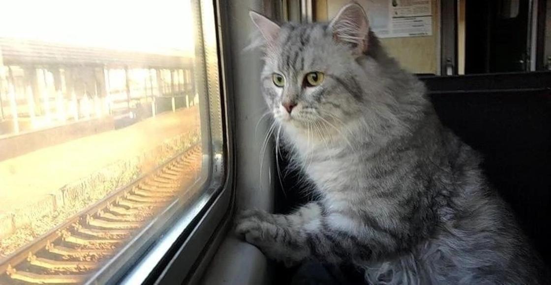 Как перевозить животных в казахстанских поездах