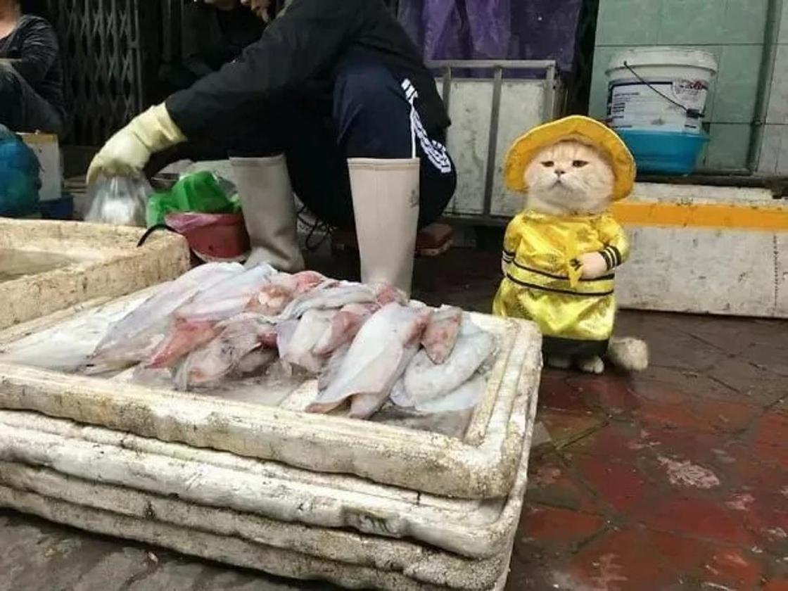 Самый милый продавец рыбы: котик по кличке "Собака" покорил интернет