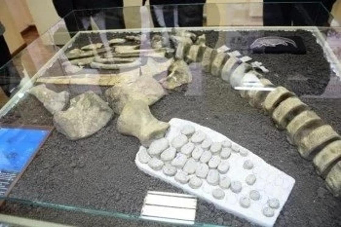 Найденного в ЗКО динозавра назвали "Казахстанозавр"