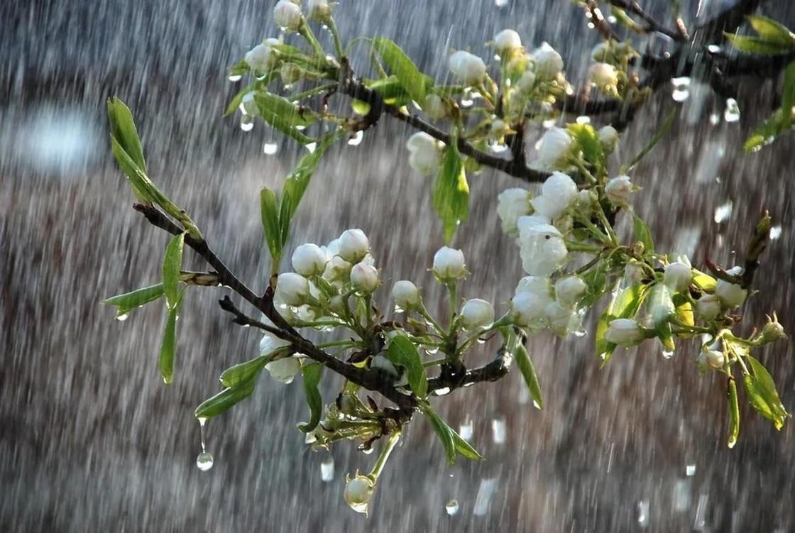 Погода на выходные: дожди с грозами вернутся в Казахстан