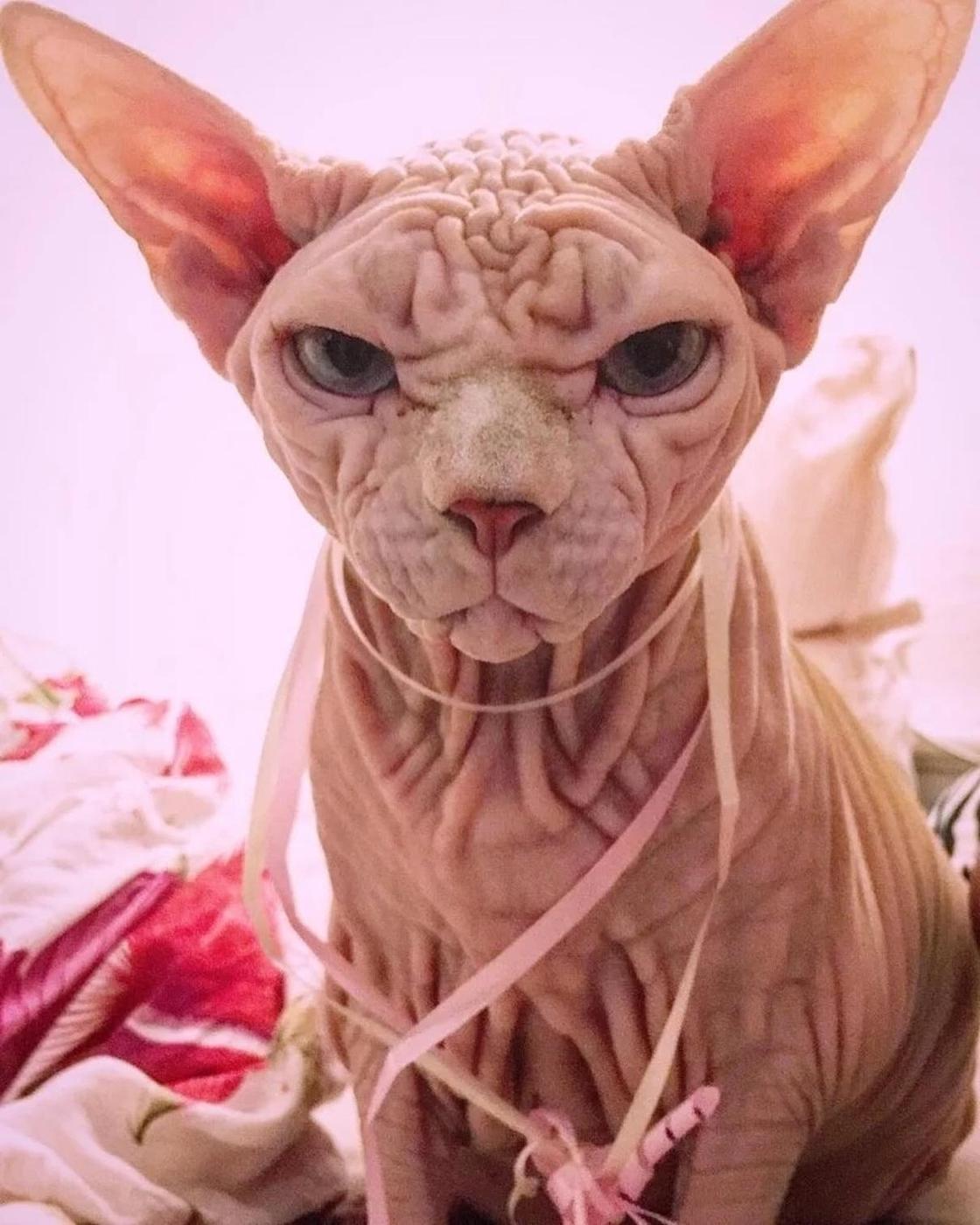 Лысый кот с суровым взглядом набирает популярность в Instagram