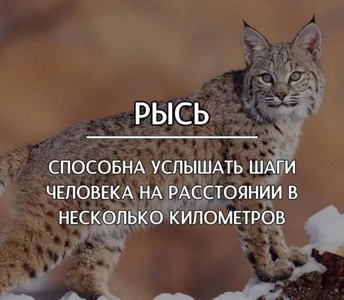 Самые интересные факты обо всем на свете Самые интересные факты обо всем на свете
