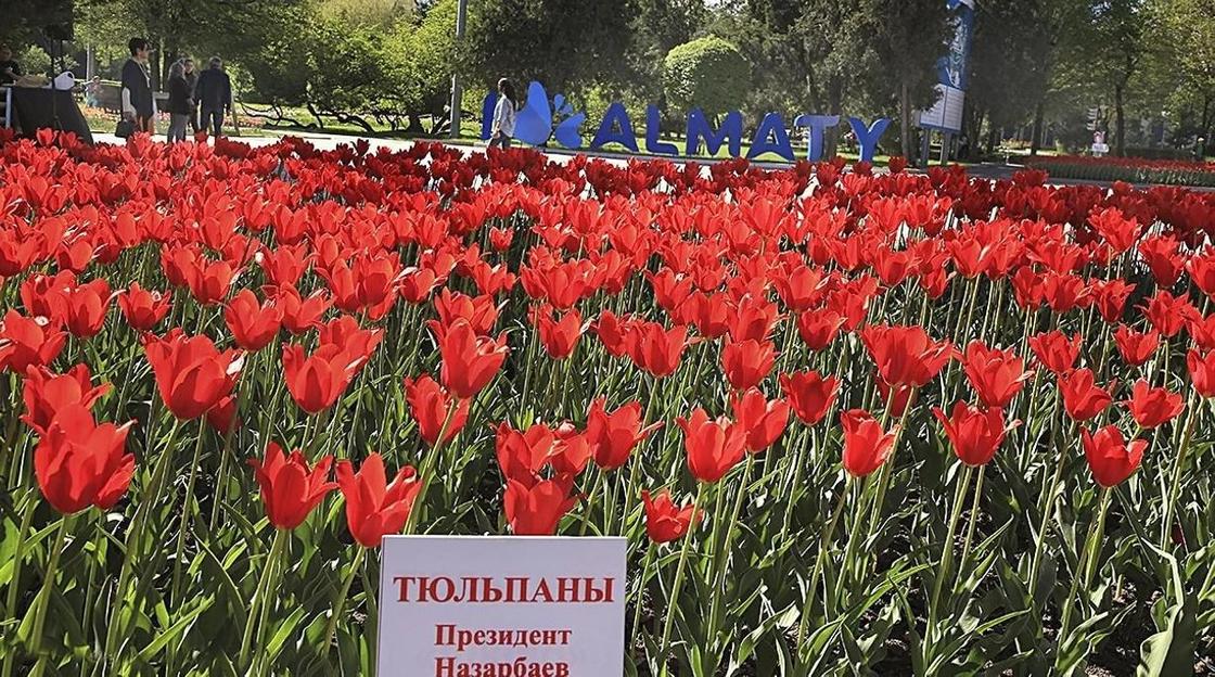 Как выглядит сорт тюльпанов «Президент Назарбаев» (фото)