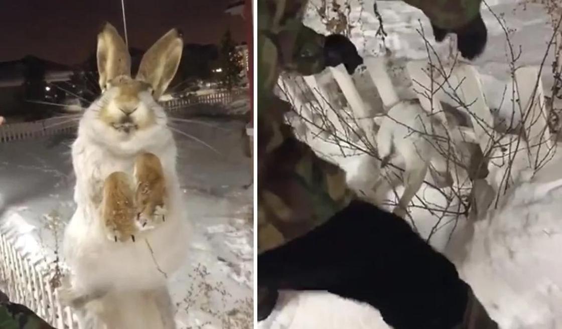 Замерзшего насмерть зайца нашли в Астане (видео)