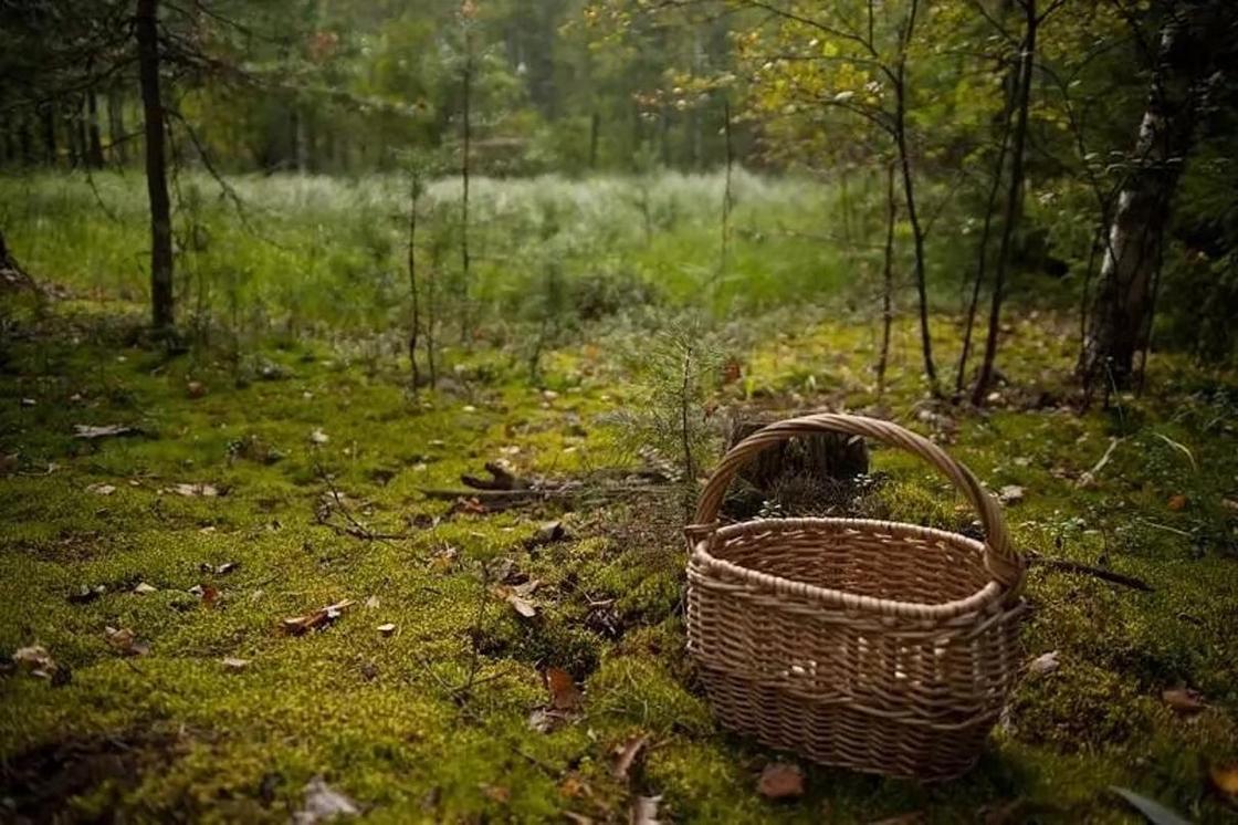 Тело пропавшей в Акмолинской области женщины нашли в лесу