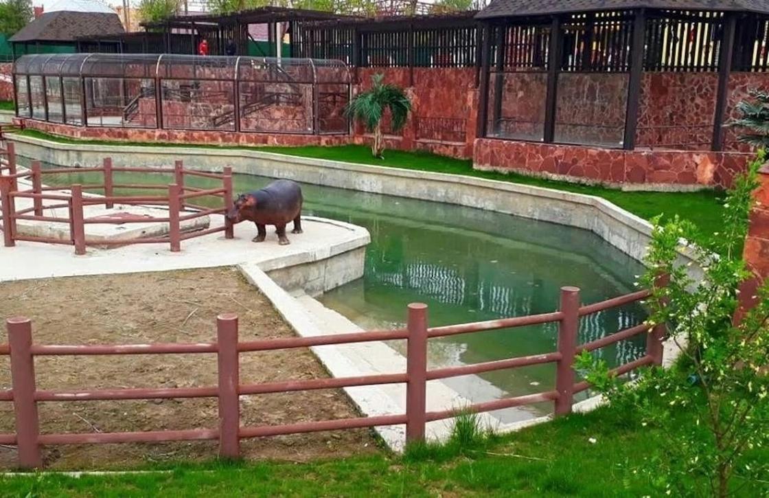 Бегемоты Турсынбек и Глория празднуют новоселье в шымкентском зоопарке