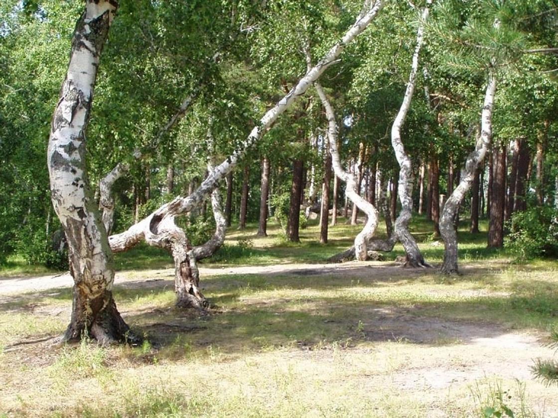 Что такое боровое в казахстане. Смотреть фото Что такое боровое в казахстане. Смотреть картинку Что такое боровое в казахстане. Картинка про Что такое боровое в казахстане. Фото Что такое боровое в казахстане