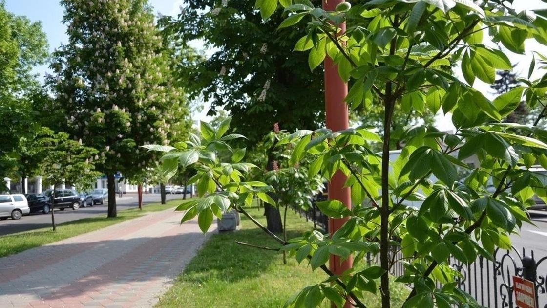 «Яблочная» и «Вишневая»: новые улицы появятся в Астане