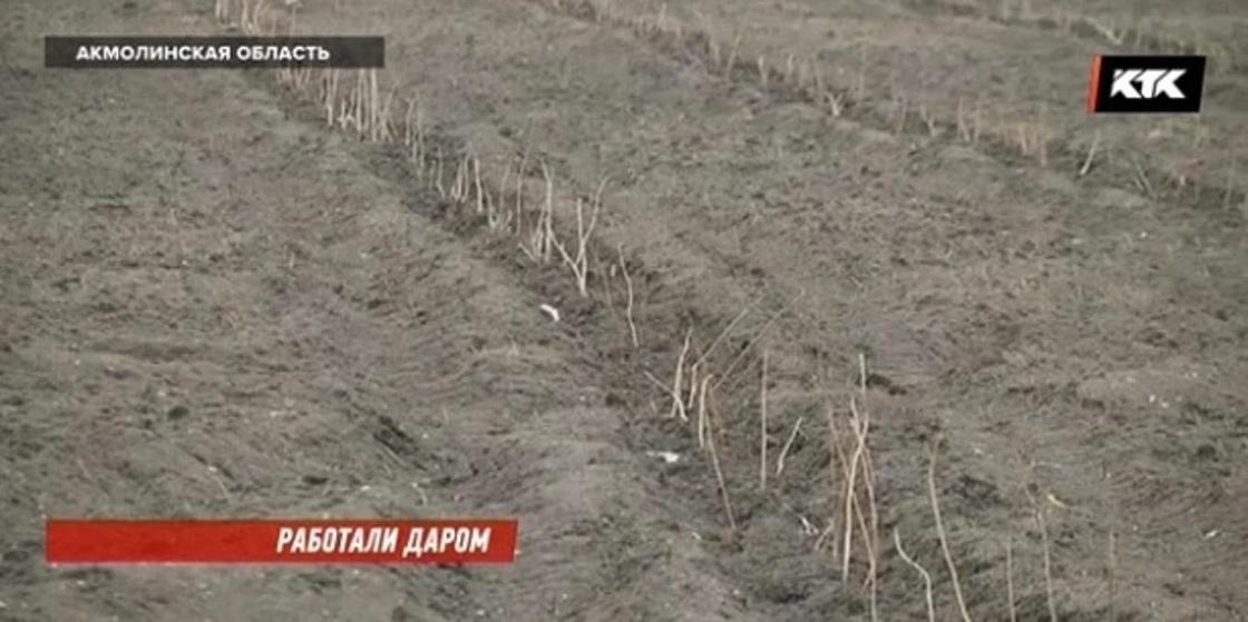 Рабочие, которые высаживали деревья вдоль трассы Астана - Щучинск, устроили скандал