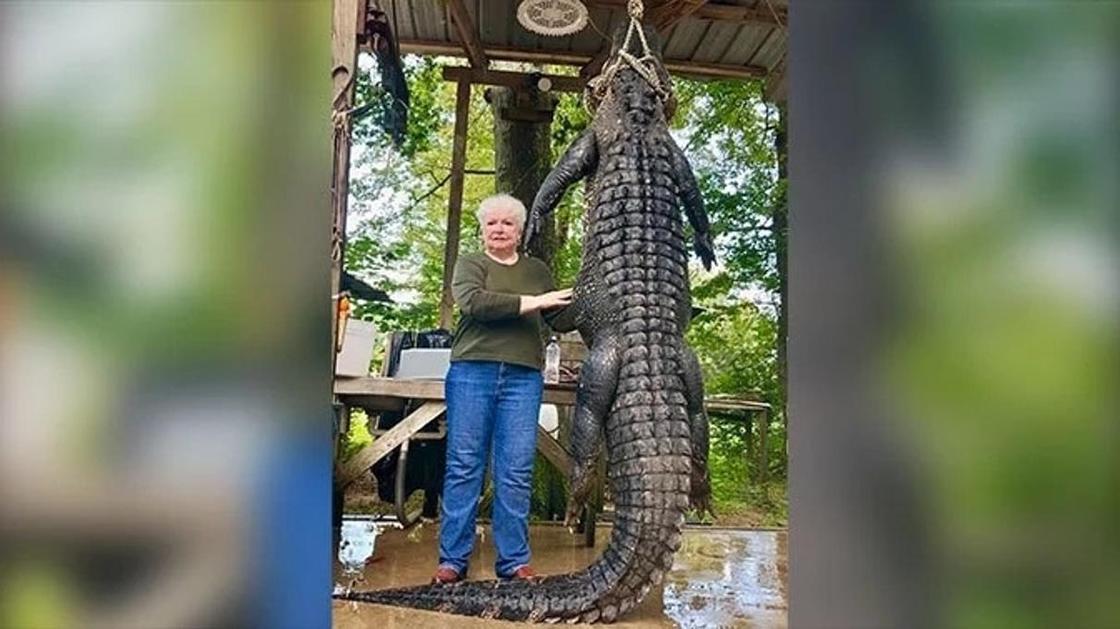"Не связывайся с бабулей!" жилая женщина из мести поймала и убила трехметрового аллигатора