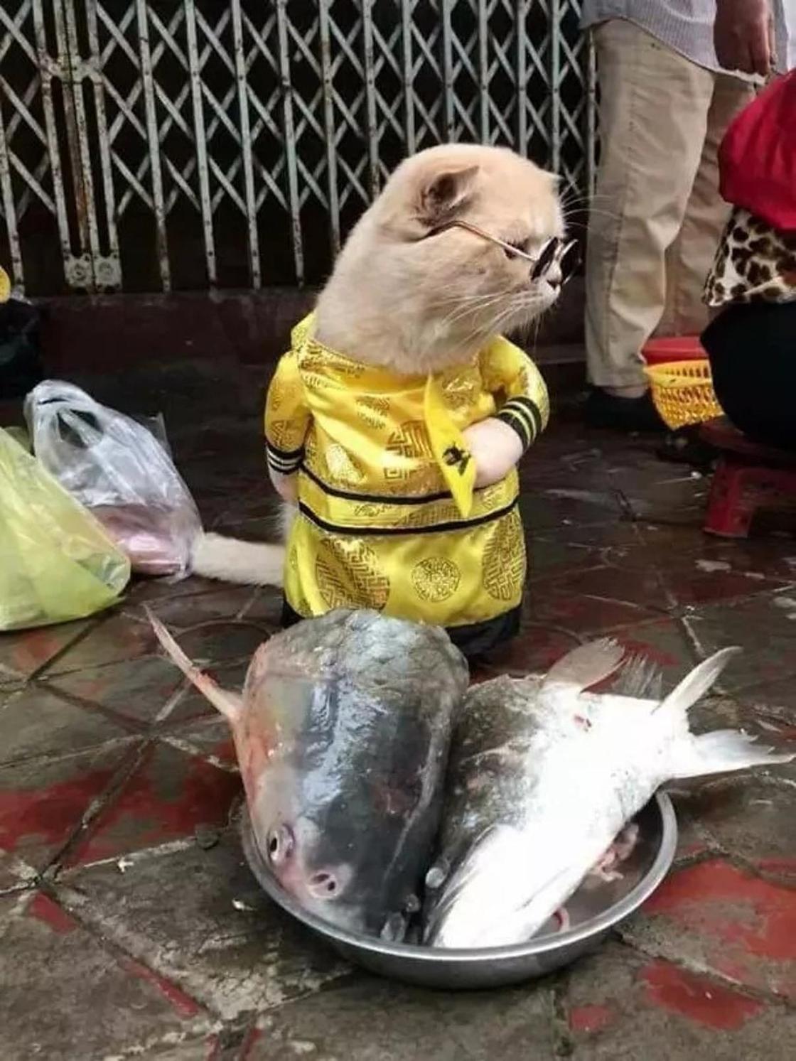 Самый милый продавец рыбы: котик по кличке "Собака" покорил интернет