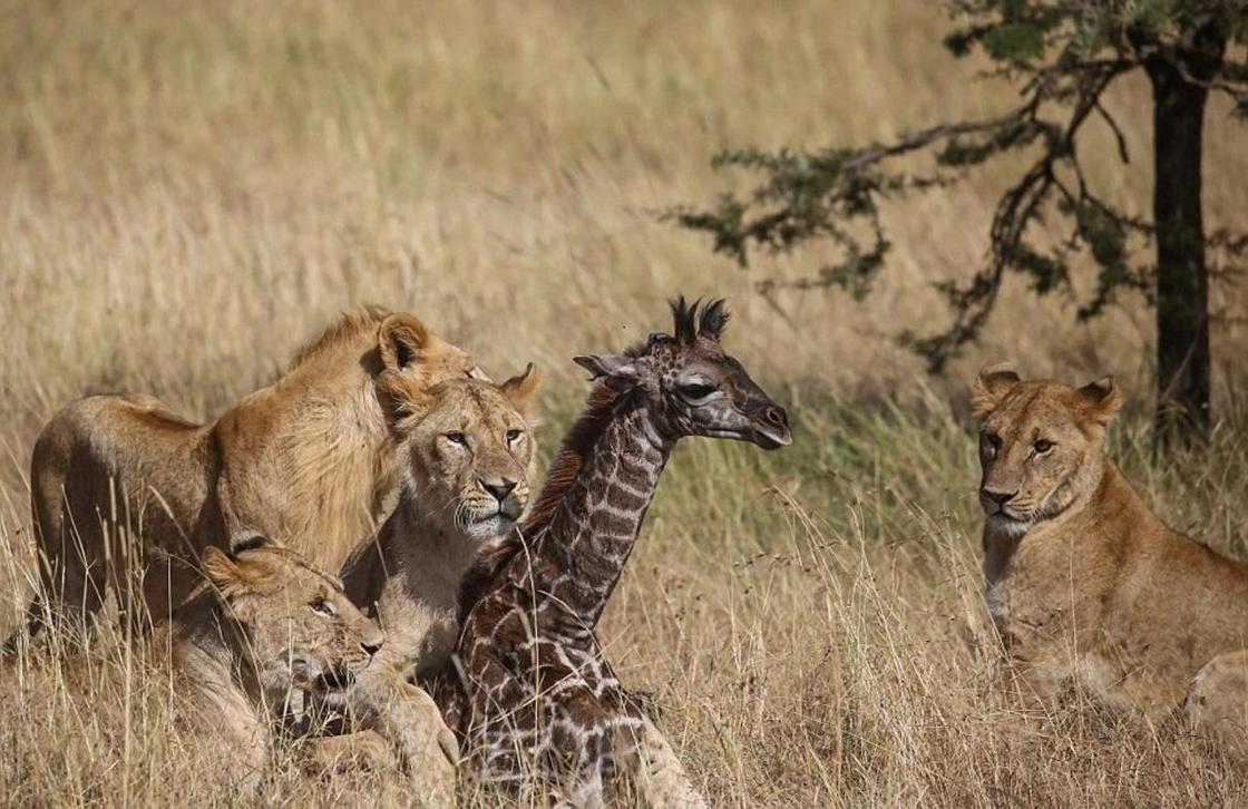 Нападение прайда львов на самку жирафа с теленком