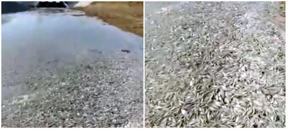 Массовую гибель рыбы сняли на видео в ЗКО