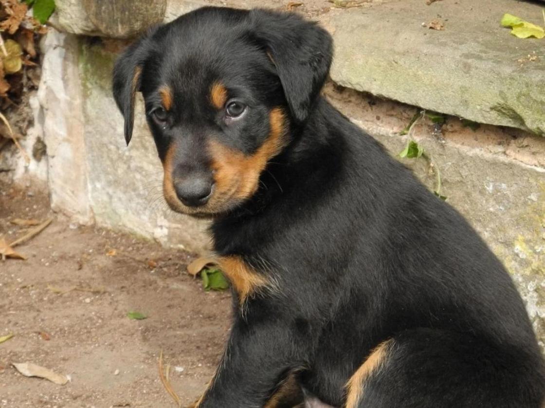 Сотрудники отлова забрали и убили породистого пса в Актобе