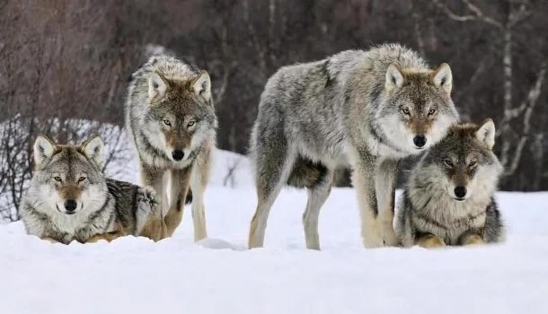 Волки за ночь растерзали десяток овец в ВКО