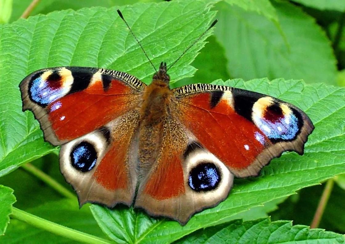 Бабочки из красной книги россии фото и описание