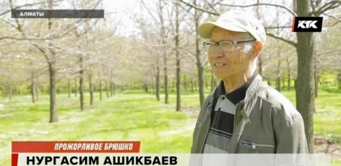 Алматы останется без зелени, рассказали ученые