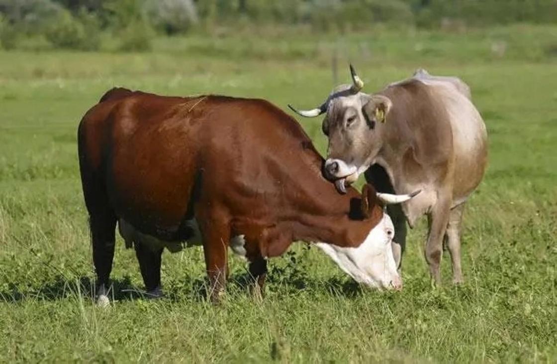 Жители ЗКО рассказали, что мясо больного бруцеллезом скота забирают на мясокомбинат