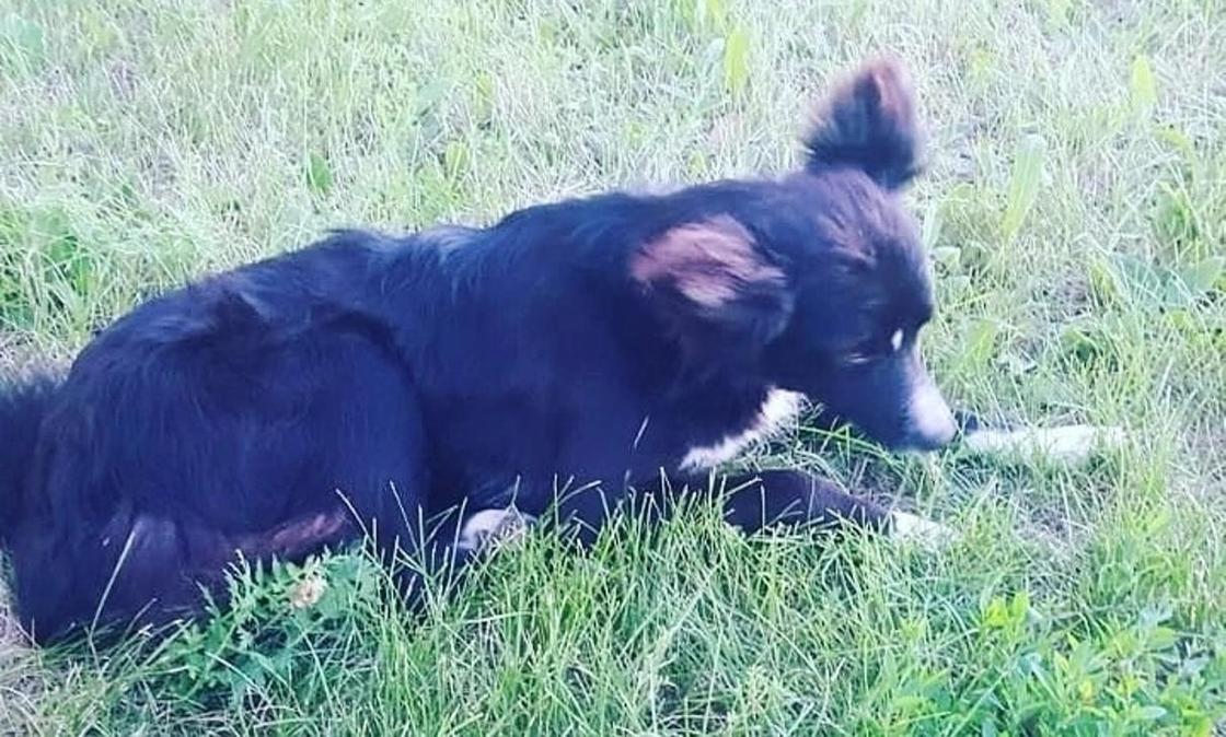 Ждущий своего умершего хозяина возле больницы пес покорил жителей Акмолинской области