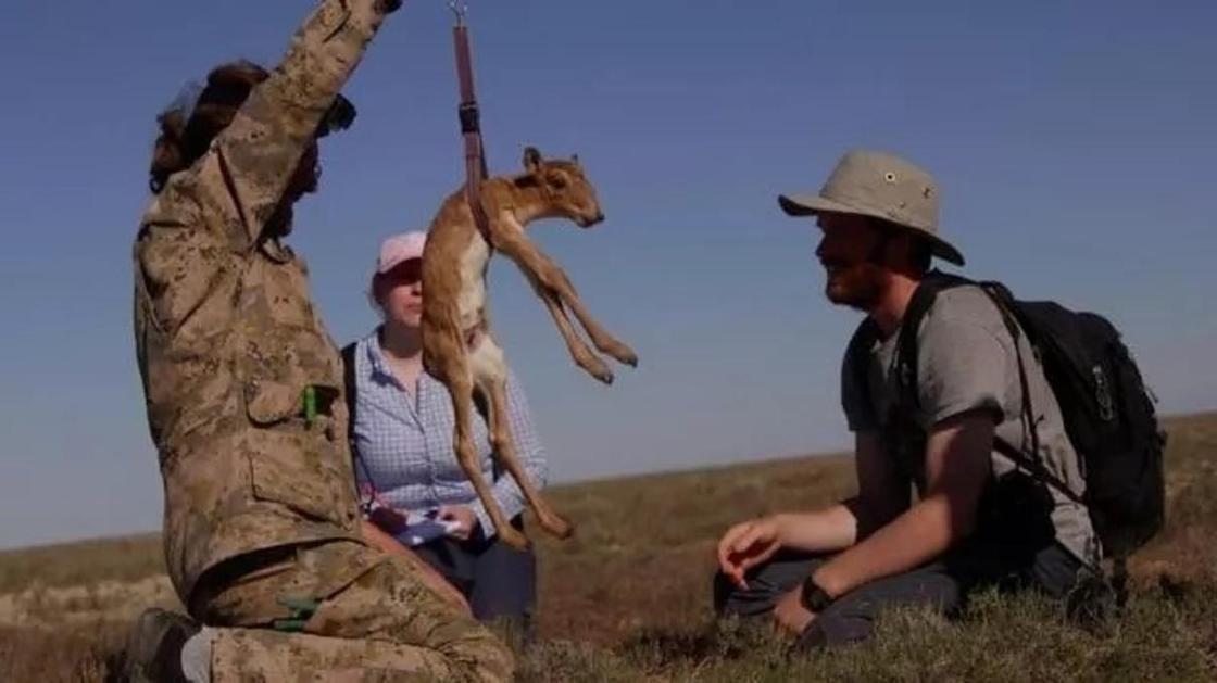 Ровесники мамонтов: как ученые пытаются спасти сайгаков в Казахстане