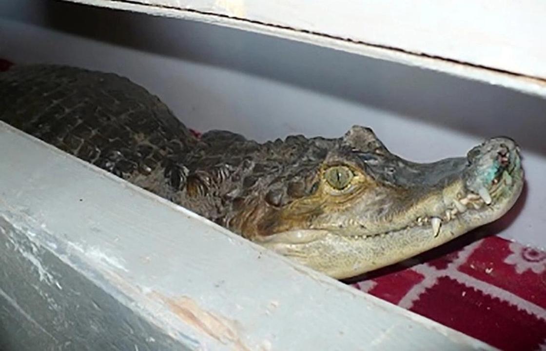 Крокодилов, леопардов и удавов из Казахстана пытались вывезти в Россию