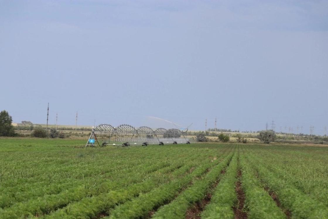 Овощи для Астаны бизнесмены выращивают с помощью «КазАгроФинанса»