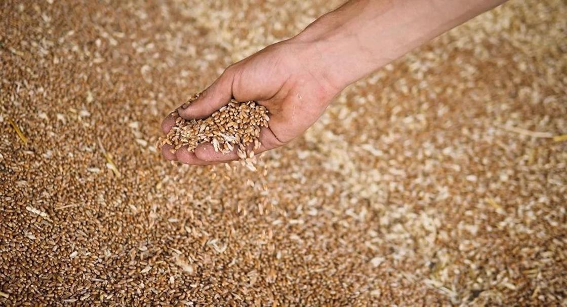 Прогноз мажилисмена о падении цен на зерно начал сбываться