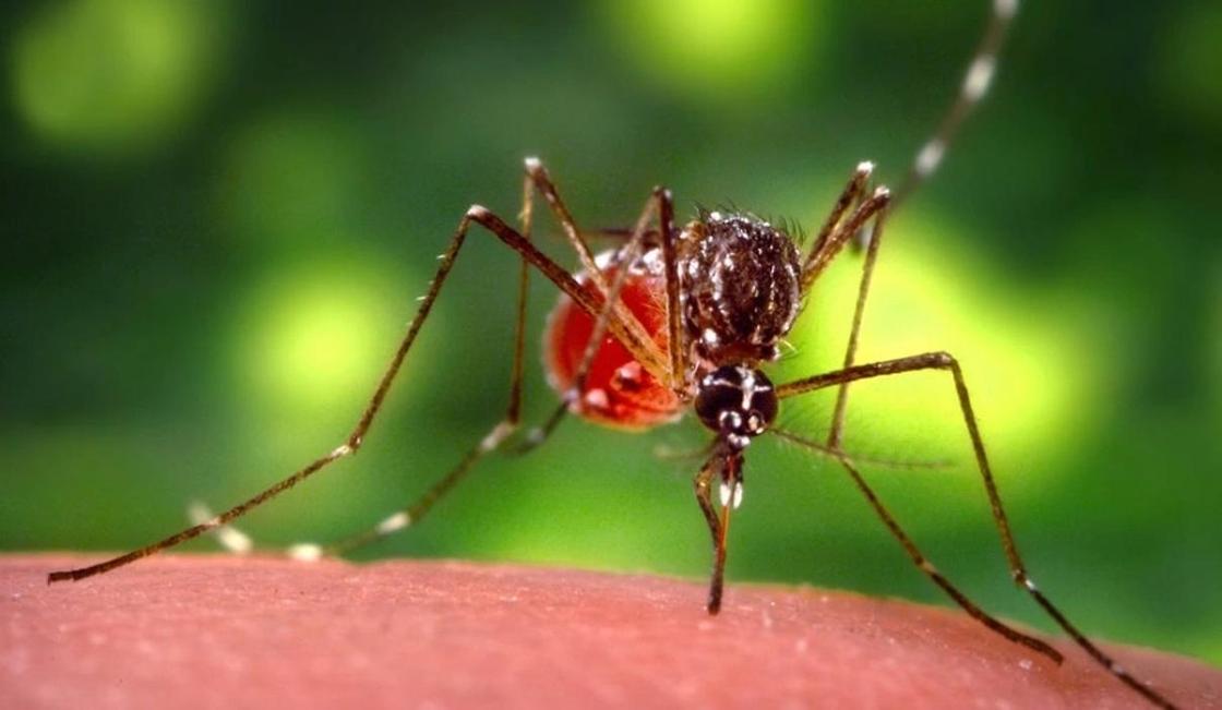 Астанчане пожаловались на полчища мутировавших комаров